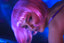 Stephen Goldblatt, ASC • Natalie Portman - Pink Wig Portrait