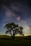 James Neihouse, ASC • Lone Tree in a Big Galaxy - Palouse, WA