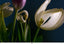 Frederick Elmes, ASC • Dying Tulips - 2013