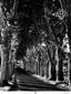 Stephen Goldblatt, ASC, BSC • Plane Trees - Le Cailar, Southwest France - 1999