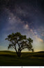 James Neihouse, ASC • Lone Tree in a Big Galaxy - Palouse, WA - 2017