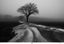 Dan Laustsen, ASC, DFF • Tree in the Mist - 2021
