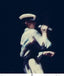 Charles Libin, ASC • Bowie, Soul Love - Madison Square Garden - May 1978