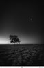 James Neihouse, ASC • Whispers of Dawn - 2023
