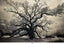 Antonio Calvache, ASC, AEC • Southern Live Oak - 2016