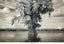 Antonio Calvache, ASC, AEC • Spanish Moss - 2017