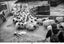 David Darby, ASC • Turk Dock Sheep - 2017