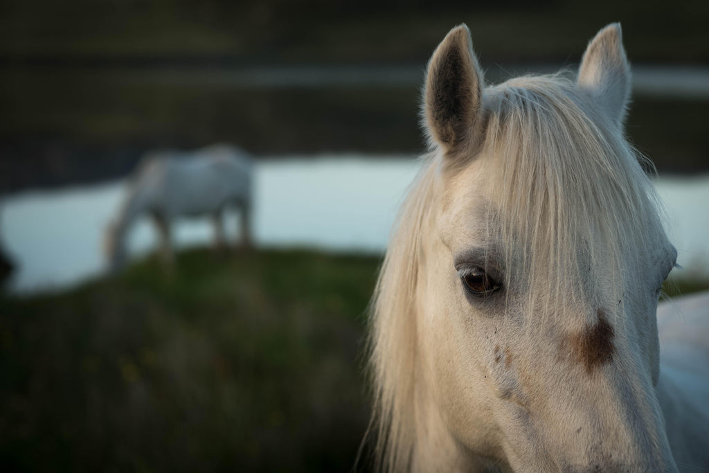 David Darby, ASC • Lough Finne Horses