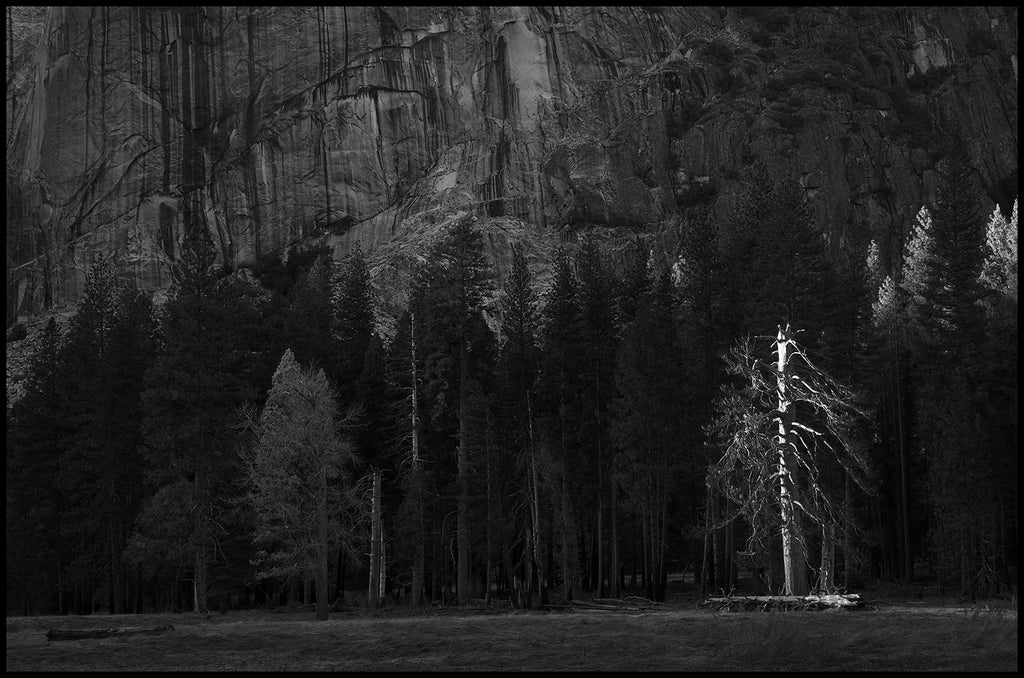 Patrick Cady, ASC • Yosemite Tree