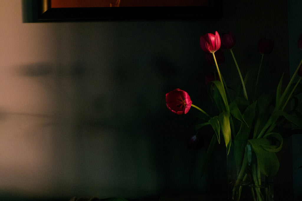 Frederick Elmes, ASC • Sunset Tulips