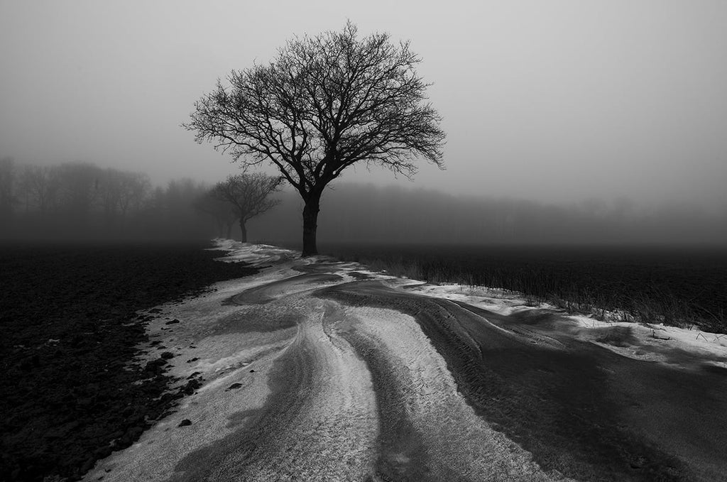 Dan Laustsen, ASC, DFF • Tree in the Mist